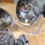 Gato mirándose al espejo