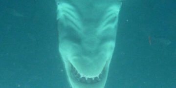 Tiburones blancos al revés