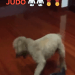 Mi perro sabe Judo