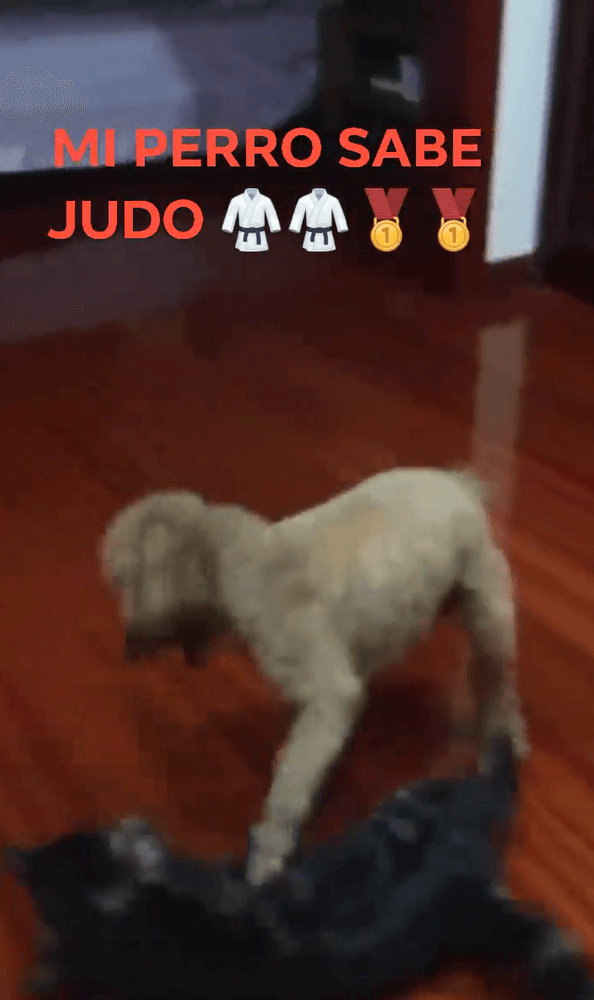 Mi perro sabe Judo