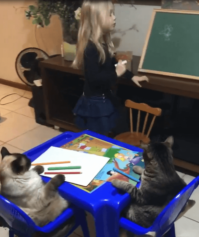 En clase con gatos